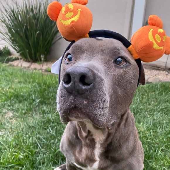 Meet your Posher, Blue - Picture 1 of 1